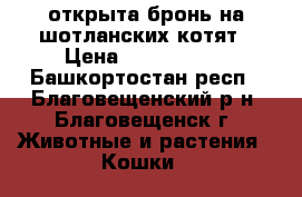 открыта бронь на шотланских котят › Цена ­ 1500-2000 - Башкортостан респ., Благовещенский р-н, Благовещенск г. Животные и растения » Кошки   